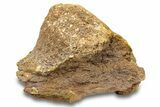 Fossil Dinosaur Bone Section - Wyoming #301870-1